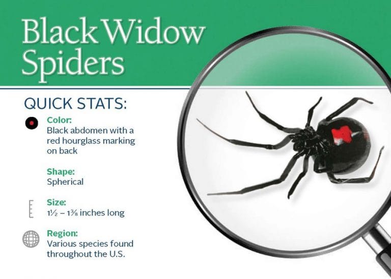 Black Widow Spider Extermination Big River Pest Control 8005330226