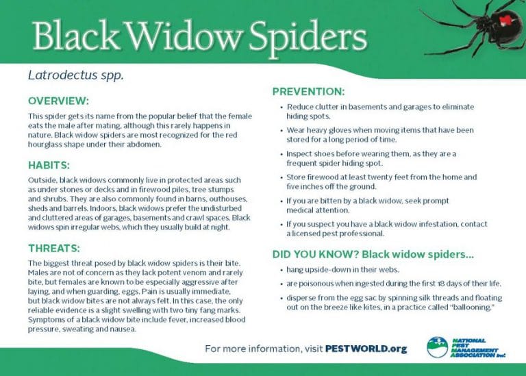 Black Widow Spider Extermination Big River Pest Control 8005330226