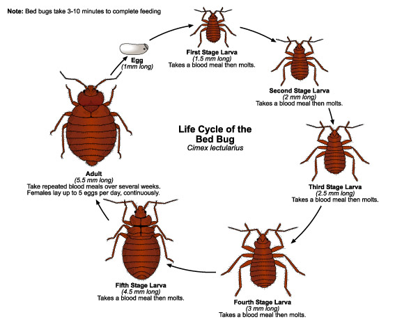 Bed Bug Treatment Big River Pest Control 800 533 0226