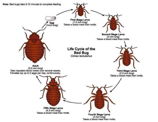 Life Cycle of the Bed Bug