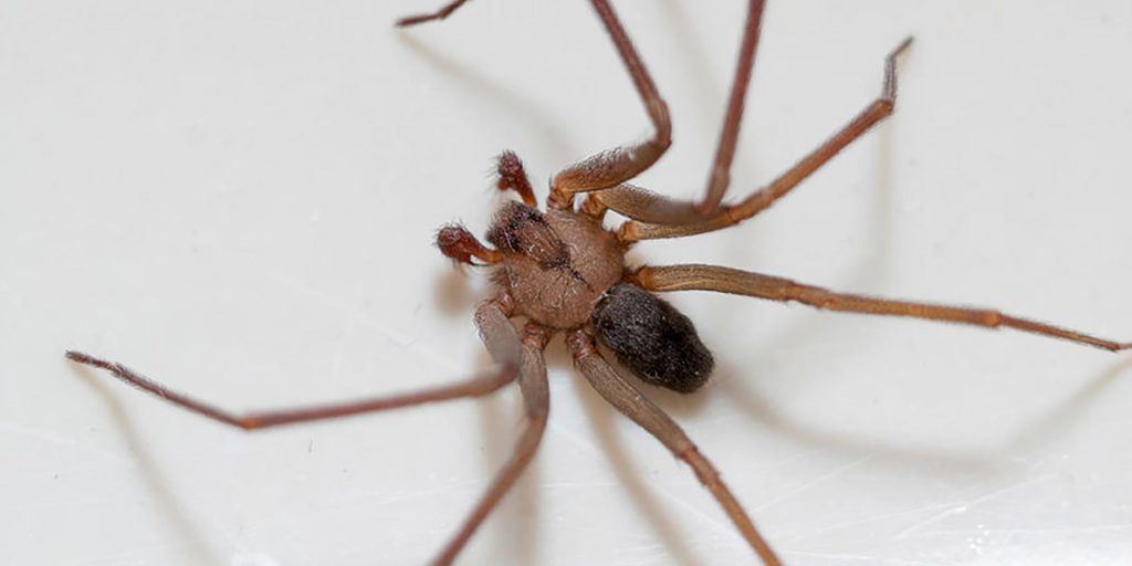 Brown Recluse Spider Extermination Big River Pest Control 800 533 0226