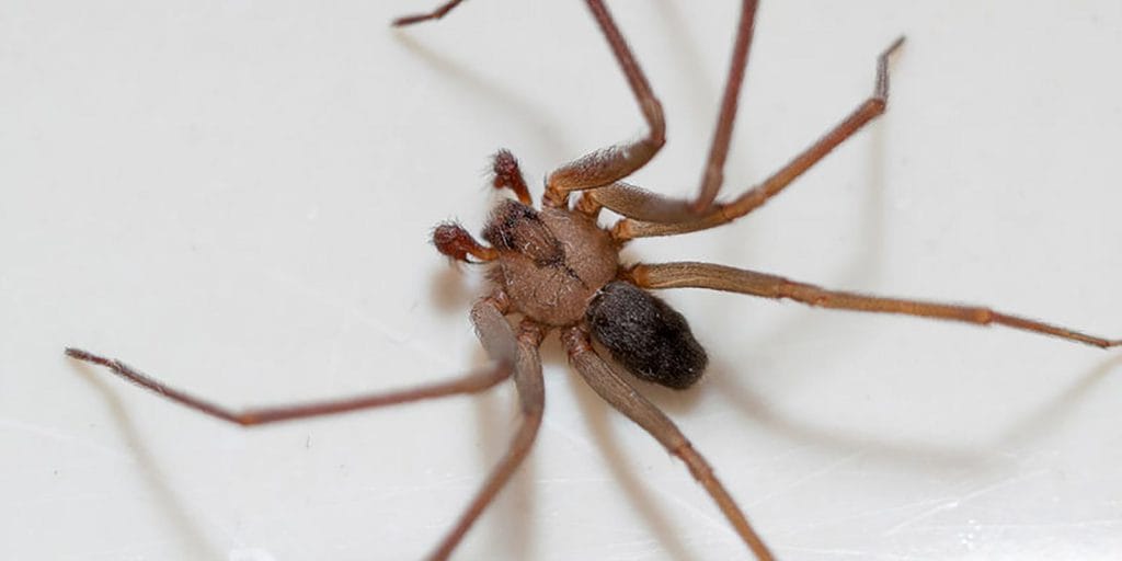 Brown Recluse Spider Extermination Big River Pest Control 8005330226