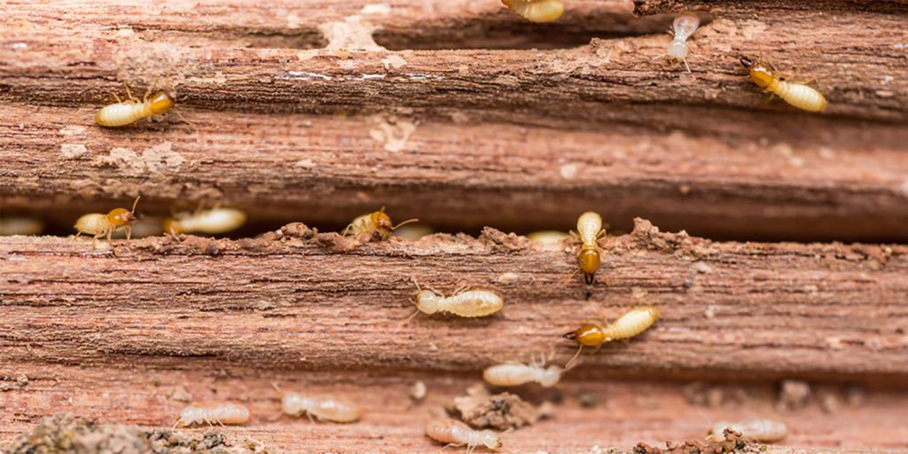 Termite Control & Treatment - Big River Pest Control - 800-533-0226